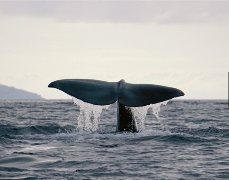 Azoren walvissen kijken